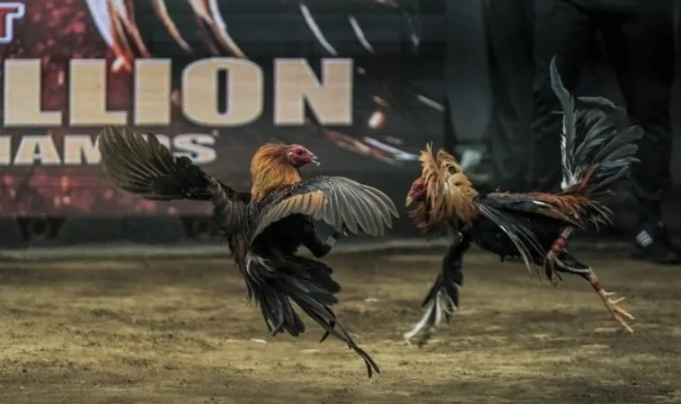 Đá Gà GA28 Tại King88