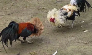 Đá Gà WS168 Tại King88