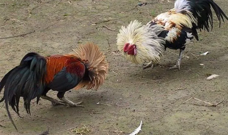 Đá Gà WS168 Tại King88