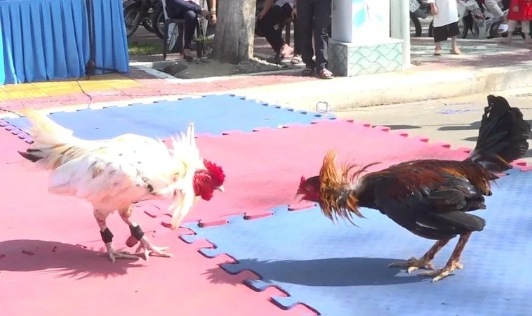 Đá Gà Sabong Tại King88